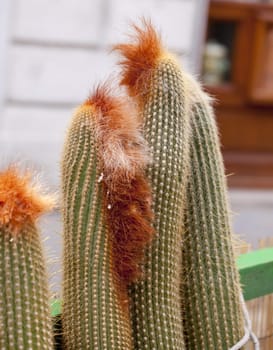 Photo of cactus plants on street market