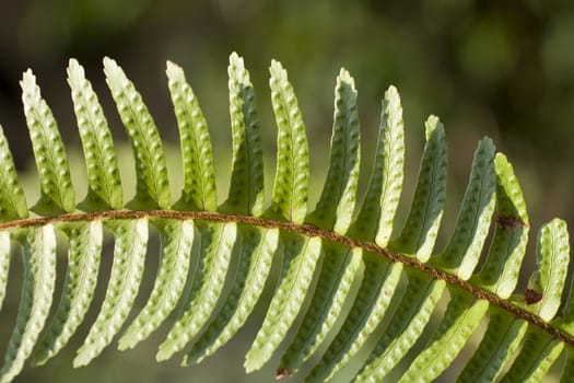 Close up of a fern leaf