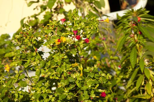 Photo of flowers, Spring season