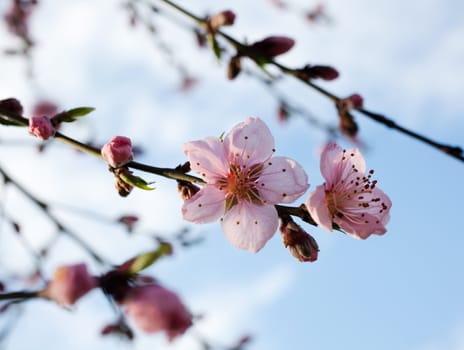 Pink Flower Blossom on tree