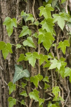 Photo of Ivy on tree
