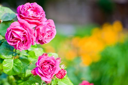 Wonderful colorful roses in the garden