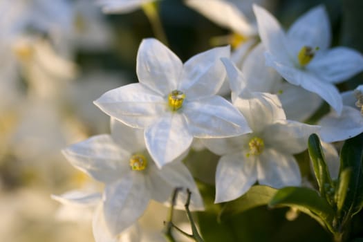 Close up of white flowers