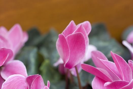Photo of Blossom Cyclamen persicum