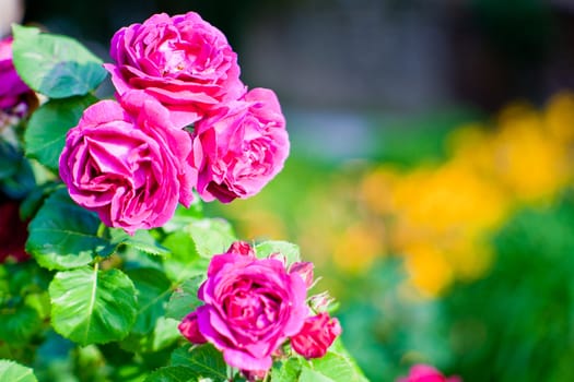 Wonderful colorful roses in the garden