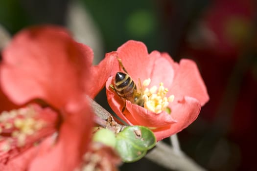 Wasp on red flower in the garden