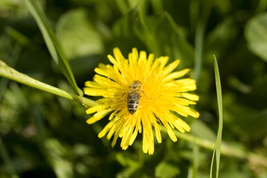 Wasp on yellow flower in the grass