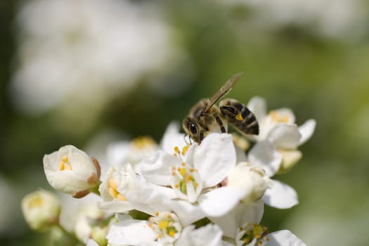 Close up of a Wasp on cherry flower