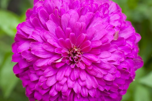 Close up of fuchsia Gerbera flower