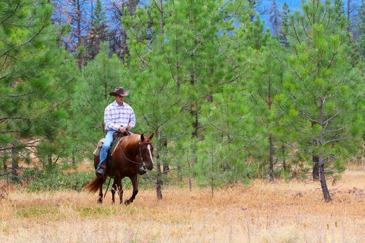 Cowboy working his horse in the field 