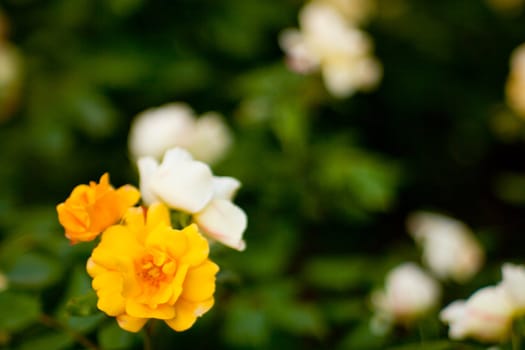 Wonderful colorful roses in the garden