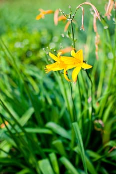 Wonderful Flowers in the garden