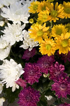 White, purple and yellow flowers