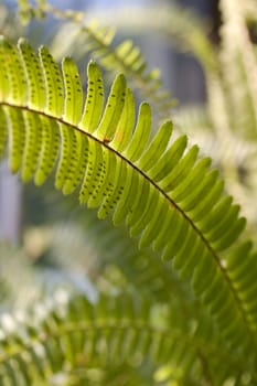 Close up of a fern leaf