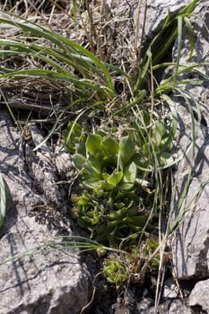 Photo of mountain cactus