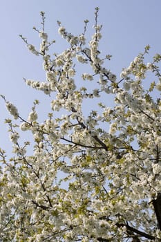Cherry tree in full blossom