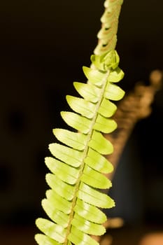 Close up of a fern leaf