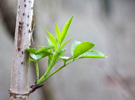 Close up of Elder leaves