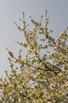 Cherry tree in full blossom