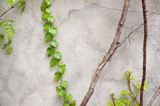 Photo of Ivy on gray wall