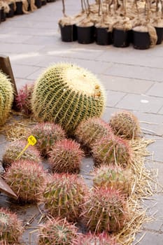 Photo of cactus plants on street market