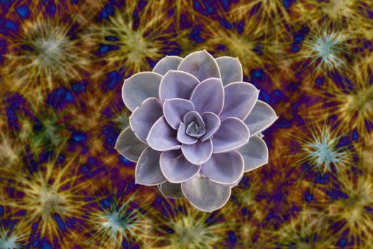 Succulent plant on colorful background