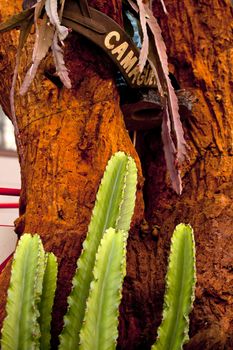 Photo of green cactus on red rock