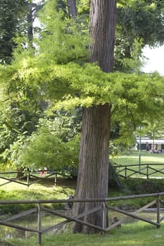 Green Tree in the park