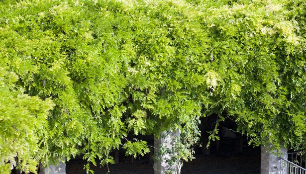 View of Plants on pillars