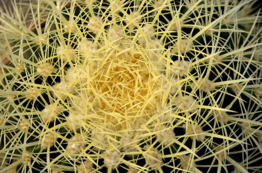 Close up of a Cactus, echinocactus grusonii