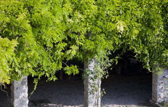 View of Plants on pillars