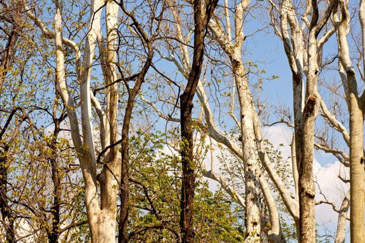 Plane trees in spring season