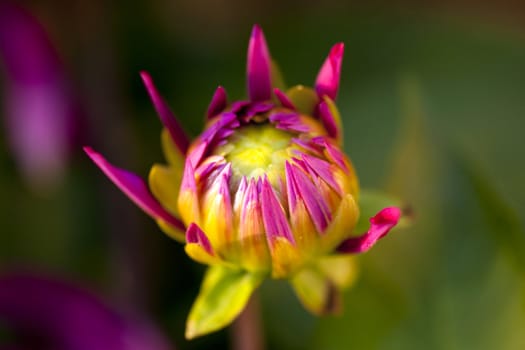 Photo of flower, Spring season