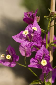 Pink bougainvillea blooms in the garden