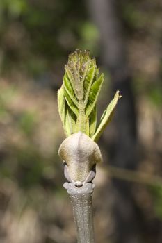 Photo of Ash tree fresh leaves