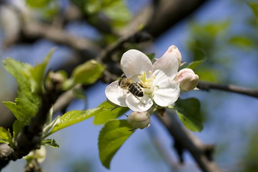 Close up of a Wasp on cherry flower