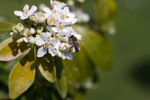 Close up of a Wasp on cherry flower