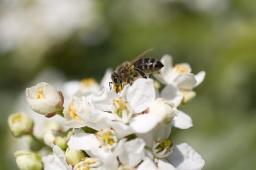Close up of a Wasp on cherry flower