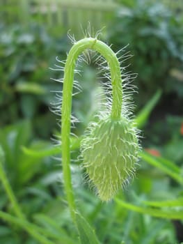 image of the green head of the poppy