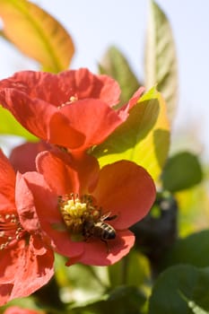 Wasp on red flower in the garden