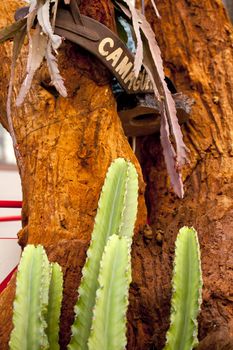 Photo of green cactus on red rock