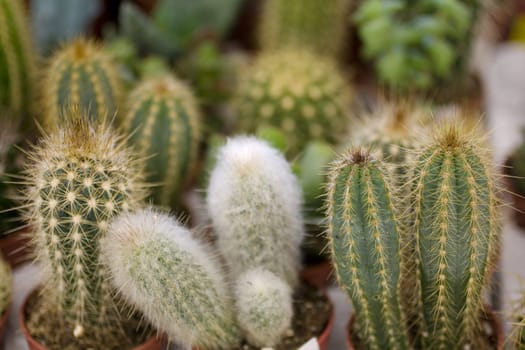 Photo of cactus plants on street market