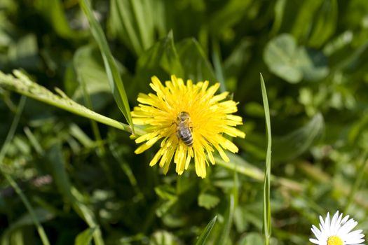 Wasp on yellow flower in the grass