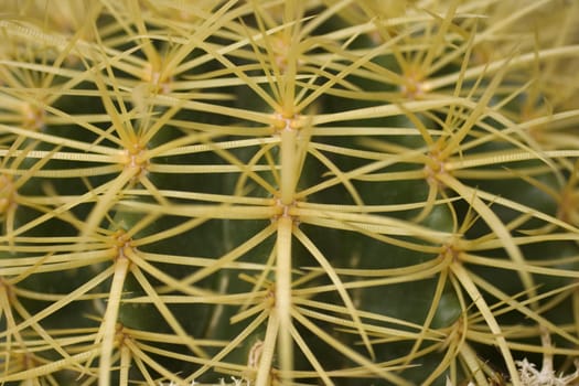 Close up of a Cactus, echinocactus grusonii