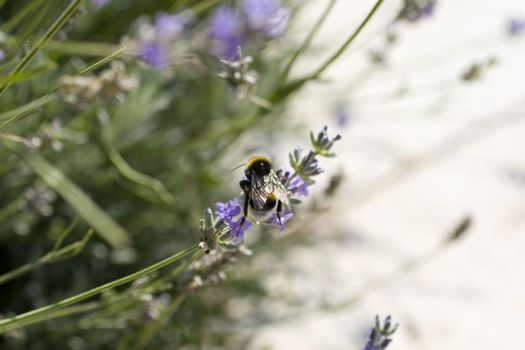 Bee on a Lavender flower in the field