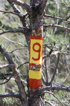 Number nine painted on a tree