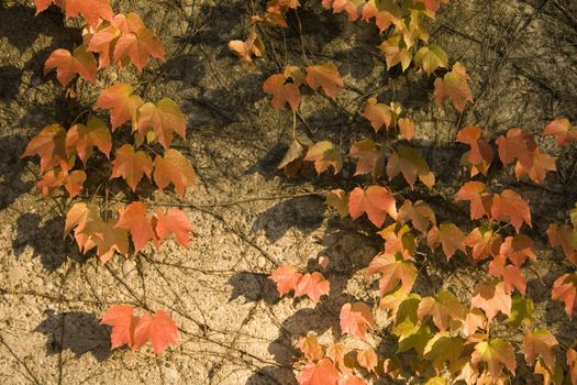 Photo of an Ivy in autumn