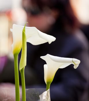 Photo of nice White calla
