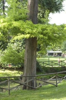 Green Tree in the park