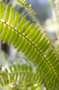 Close up of a fern leaf